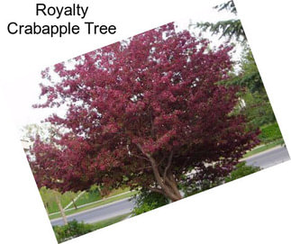 Royalty Crabapple Tree