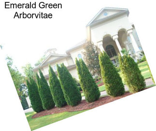 Emerald Green Arborvitae