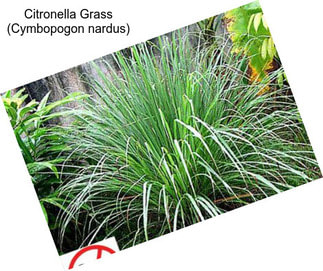 Citronella Grass (Cymbopogon nardus)