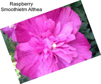 Raspberry Smoothietm Althea