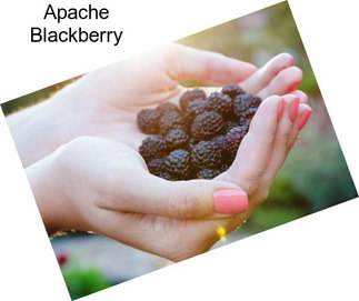 Apache Blackberry