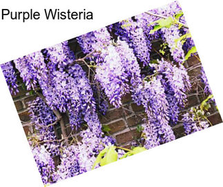 Purple Wisteria