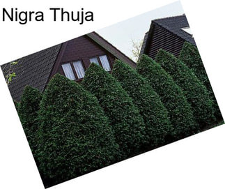 Nigra Thuja