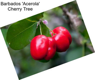 Barbados \'Acerola\' Cherry Tree