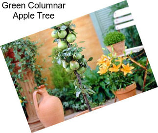 Green Columnar Apple Tree