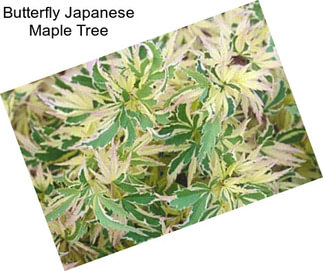 Butterfly Japanese Maple Tree