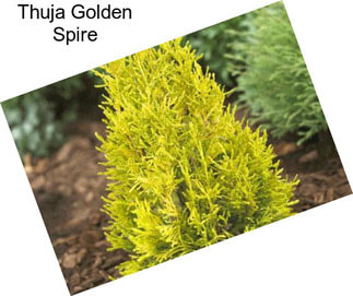 Thuja Golden Spire