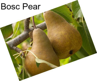 Bosc Pear