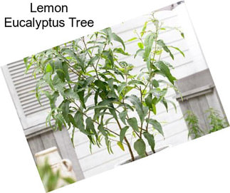 Lemon Eucalyptus Tree