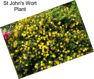 St John\'s Wort Plant