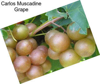 Carlos Muscadine Grape