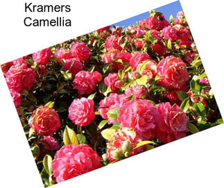 Kramers Camellia