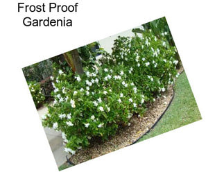 Frost Proof Gardenia