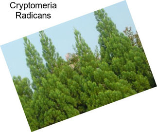 Cryptomeria Radicans