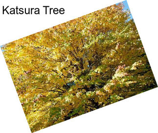 Katsura Tree