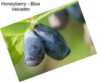 Honeyberry - Blue Velvettm
