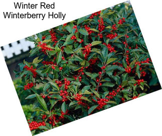 Winter Red Winterberry Holly