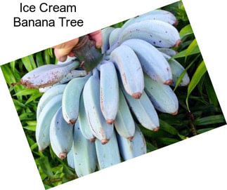 Ice Cream Banana Tree