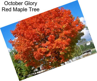 October Glory Red Maple Tree