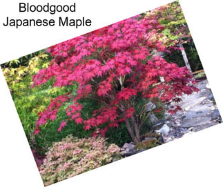 Bloodgood Japanese Maple