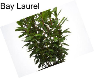 Bay Laurel