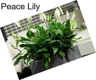 Peace Lily