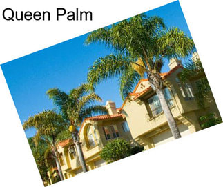 Queen Palm