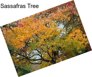 Sassafras Tree