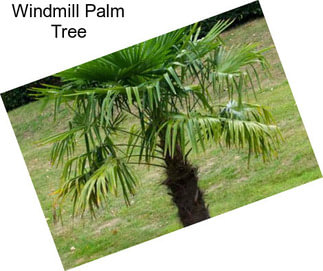 Windmill Palm Tree