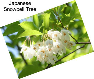 Japanese Snowbell Tree