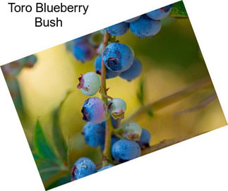 Toro Blueberry Bush