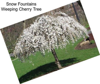 Snow Fountains Weeping Cherry Tree
