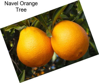 Navel Orange Tree