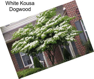 White Kousa Dogwood