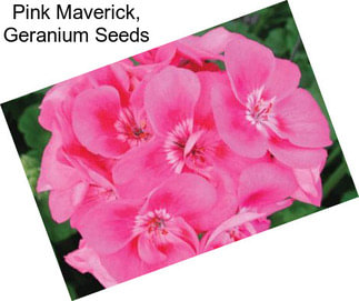 Pink Maverick, Geranium Seeds