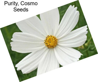 Purity, Cosmo Seeds