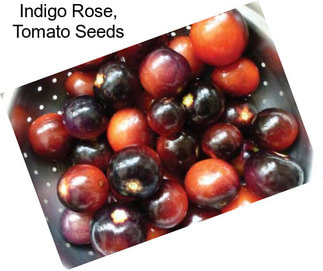 Indigo Rose, Tomato Seeds