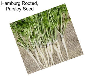 Hamburg Rooted, Parsley Seed