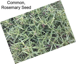 Common, Rosemary Seed