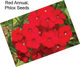 Red Annual, Phlox Seeds