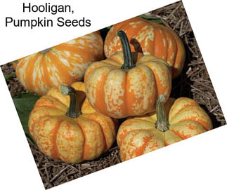Hooligan, Pumpkin Seeds
