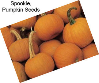 Spookie, Pumpkin Seeds