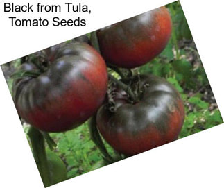 Black from Tula, Tomato Seeds