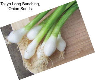 Tokyo Long Bunching, Onion Seeds