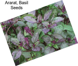 Ararat, Basil Seeds