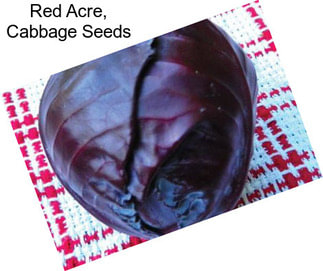 Red Acre, Cabbage Seeds