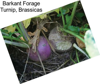 Barkant Forage Turnip, Brassicas