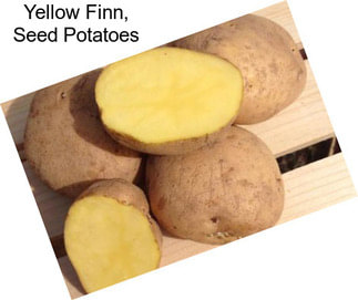 Yellow Finn, Seed Potatoes