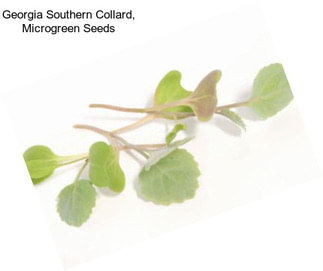 Georgia Southern Collard, Microgreen Seeds