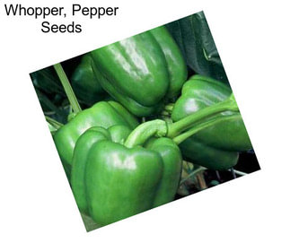 Whopper, Pepper Seeds